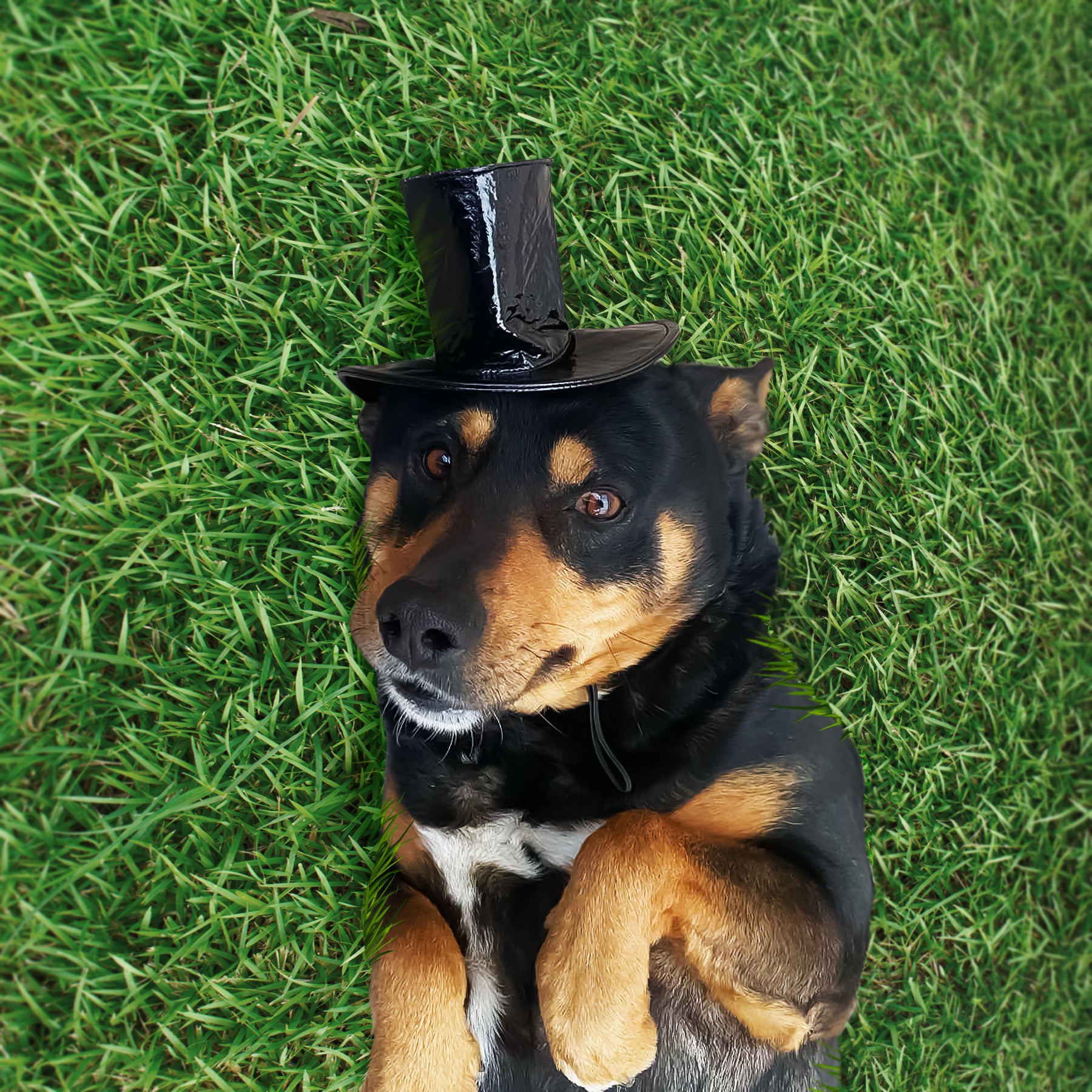 Dog top hat